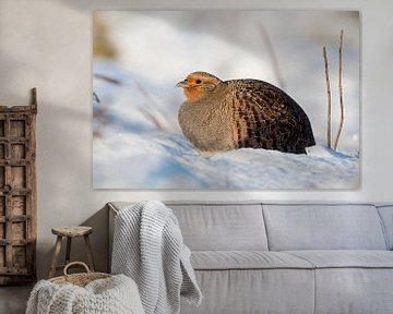 Grey Partridge ( Perdix perdix ), adult, sitting in fresh fallen snow, sunny winter morning, wildlif van wunderbare Erde