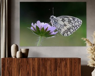 Close up of Marbled White butterfly / Schachbrettfalter ( Melanargia galathea ), resting on Field Sc van wunderbare Erde