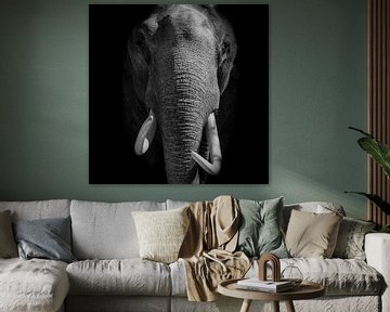 Elefant mit den Stoßzähnen, die direkt der Kamera auf einem schwarzen Hintergrund betrachten von Sjoerd van der Wal Fotografie