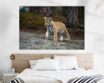 Royal Bengal Tiger ( Panthera tigris ), walking over rocks, on silent paws, full body, frontal side  van wunderbare Erde