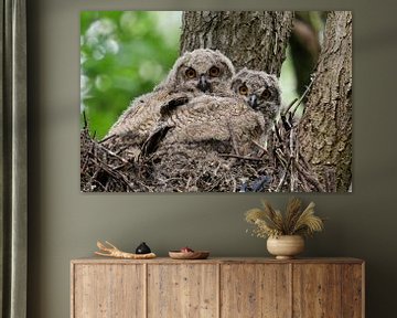 Eurasian Eagle Owl ( Bubo bubo ) offspring, chicks, owlets, young owls perched in elevated nest in a