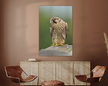 Peregrine Falcon / Duck Hawk ( Falco peregrinus ), young bird, close-up, sitting at the edge of a ro sur wunderbare Erde