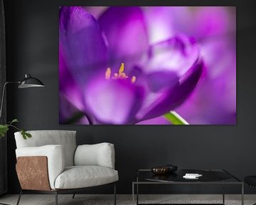 Le crocus, première floraison printanière