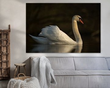 Mute Swan ( Cygnus olor ) in best light, elegant pose, close by, full body, length side view, wildli
