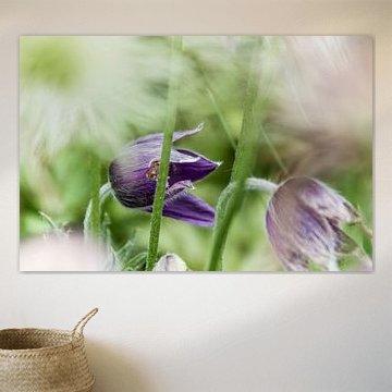 Blume IV - Kuhschelle