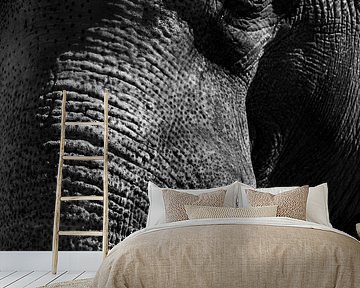 Asian Elephant with large white tusks close up portrait by Sjoerd van der Wal Photography