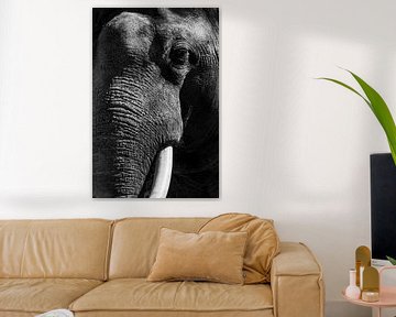 Aziatische olifant met grote witte slagtanden close up portret van Sjoerd van der Wal