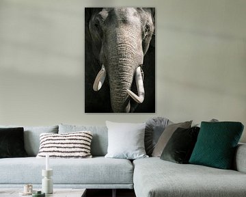 Aziatische olifant met grote witte slagtanden close up portret van Sjoerd van der Wal
