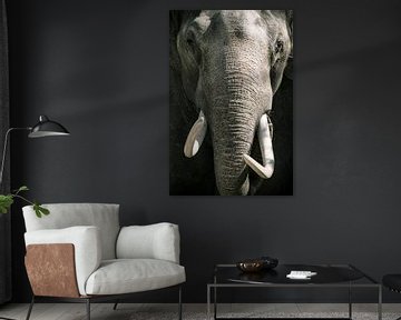 Aziatische olifant met grote witte slagtanden close up portret
