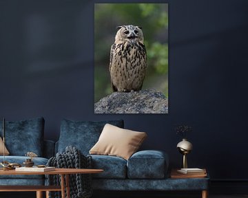 Eagle Owl ( Bubo bubo ) perched on a rock, calling, looks cute and funny, seems like its laughing, w
