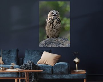 Europäischer Uhu (Bubo bubo)  im Sommer, sitzt rufend auf einem Felsen, lustiges Bild von wunderbare Erde