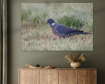 Wood Pigeon ( Columba palumbus ) on the ground, walking  through dew wet grass searching for food, e van wunderbare Erde