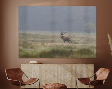 Le cerf élaphe (Cervus elaphus) traverse une bande de verdure naturelle dans le brouillard matinal