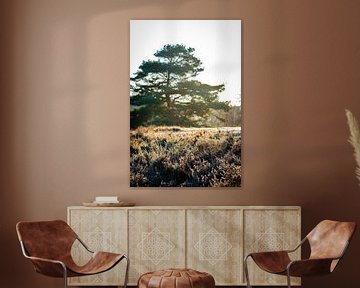 tree in the moorland