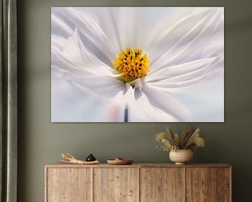 Cosmea flower by Violetta Honkisz