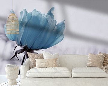 Cosmea by Violetta Honkisz