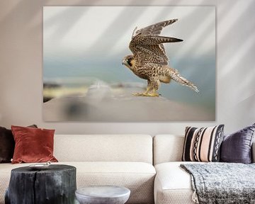 Slechtvalk ( Falco peregrinus ) zit op de dakrand van een hoog huis, slaat met zijn vleugels van wunderbare Erde