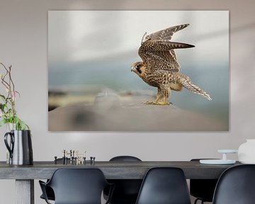 Eurasian Duck Hawk ( Falco peregrinus ), young bird of prey at the edge of a roof on top of a buildi by wunderbare Erde