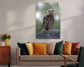 Eurasian Eagle Owl (Bubo bubo), perched on a rock in an old quarry, moves its head, seems to be curi