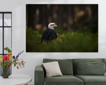 Weisskopfseeadler ( Haliaeetus leucocephalus ), Adler sitzt in einem Lichtspot im Wald, wunderschöne von wunderbare Erde