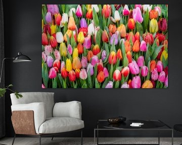 et une variété de tulipes colorées sur eric van der eijk