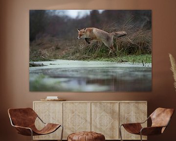 Red Fox ( Vulpes vulpes ), adult in winterfur, jumping over a little creek in a swamp, far and high 