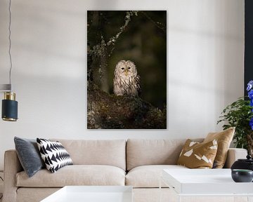 Ural Owl ( Strix uralensis ) perched in an old tree, first morning light, looks wise, most beautiful