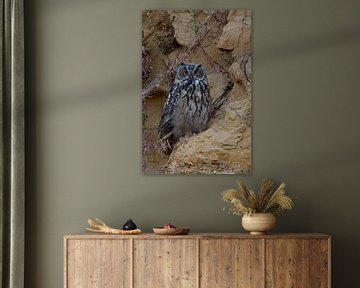 Eurasian Eagle Owl ( Bubo bubo ), young bird, sitting in a steep sand cliff, watching directly, big  van wunderbare Erde