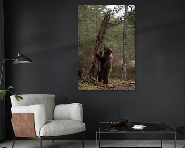 European Brown Bear ( Ursus arctos ), playful young cub, standing on hind legs in front of an old tr