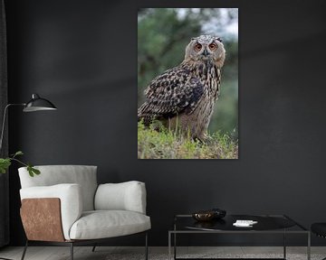 Eurasian Eagle Owl ( Bubo bubo ), young bird, sitting / perched on a cliff edge, close-up, side-view