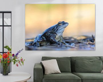 Moor Frog ( Rana arvalis ), blue coloured male, sitting on flotsam during its mating season in sprin van wunderbare Erde
