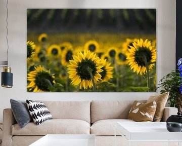 sunflowers by Frans Scherpenisse