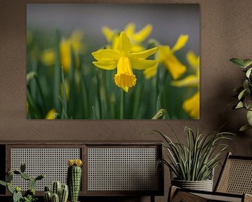 Daffodils by Ingrid Aanen