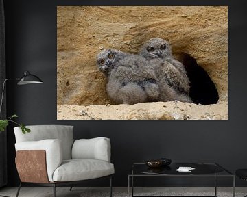 Eagle Owls ( Bubo bubo ), young chicks, unfledged, standing in front of their nesting site in a sand