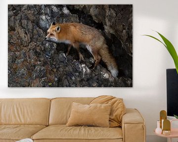 American Red Fox ( Vulpes vulpes fulva ) in winter, climbing through a steep rock face, Yellowstone 