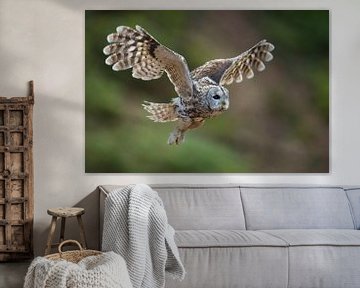 Tawny Owl ( Strix aluco ) in flight, flying, beating its wings, detailed side view, clean background