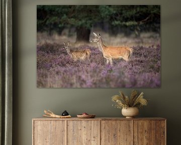 Red Deer (Cervus elaphus), doe with fawn, in a field of purple blossoming heather, stands close to t