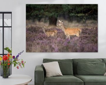 Red Deer (Cervus elaphus), doe with fawn, in a field of purple blossoming heather, stands close to t van wunderbare Erde
