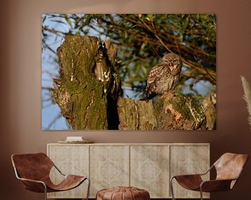 Little Owl ( Athene noctua ), young adolescent, fledged, perched in the sun on an old willow tree, c