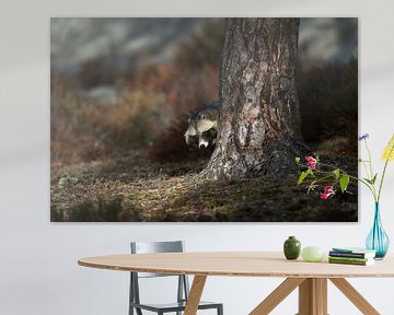 Raccoon Dog ( Nyctereutes procyonoides ), secretive behavior, hidden behind a tree, peeking, watchin