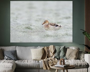 Pale Mallard / Wild Duck ( Anas platyrhynchos ) resting on hoar frost covered grassland, wildlife, E van wunderbare Erde