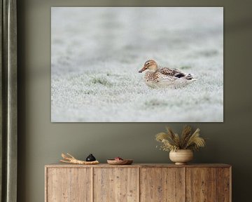 Pale Mallard / Wild Duck ( Anas platyrhynchos ) resting on hoar frost covered grassland, wildlife, E van wunderbare Erde