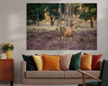 Red Deer ( Cervus elaphus ), tries to impress, walks through a field of blossoming heather, comes fr