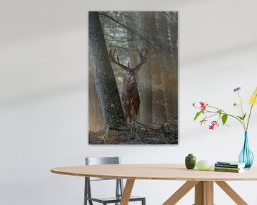 Majestic Red Deer ( Cervus elaphus ) stands between trees in wonderful backlight, directly in front  van wunderbare Erde