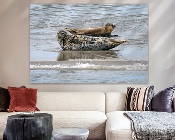 Zeehonden in de Waddenzee by Jeroen van Deel