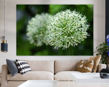 Witte Allium in bloei