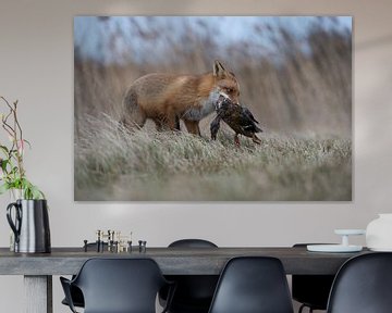 Rotfuchs ( Vulpes vulpes ) bei der Jagd im Schilf, hält eine Ente im Fang von wunderbare Erde