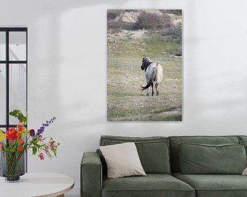 Konikpaard in Kennemerduinen van CreaBrig Fotografie