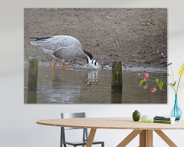 Indische gans van CreaBrig Fotografie