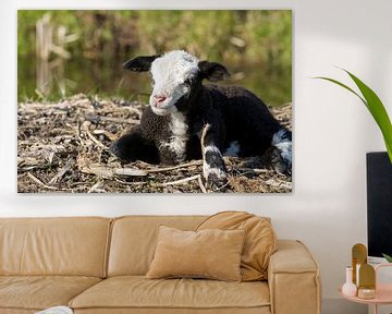 Newborn Lamb on the Straw by Charlene van Koesveld